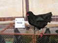 /album/memorial-pavla-cepelu-samostatna-vystava-plemena-australorps/photodscf8011-jpg/