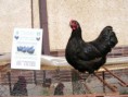 /album/memorial-pavla-cepelu-samostatna-vystava-plemena-australorps/photodscf8013-jpg/